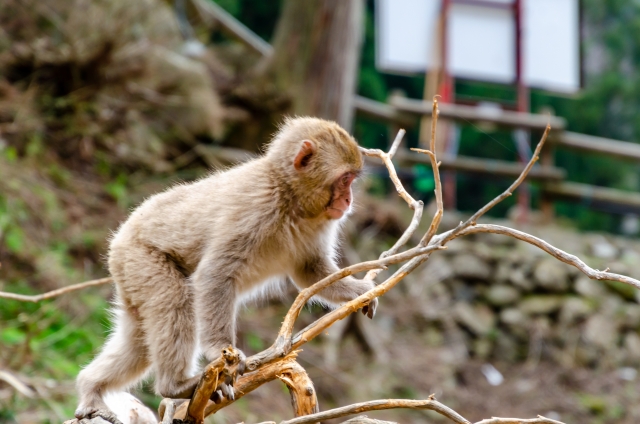 猿も木から落ちるのイメージ写真