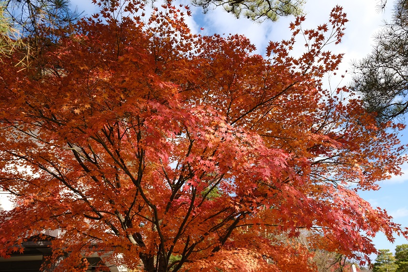 世界遺産奥州平泉毛越寺の紅葉の写真