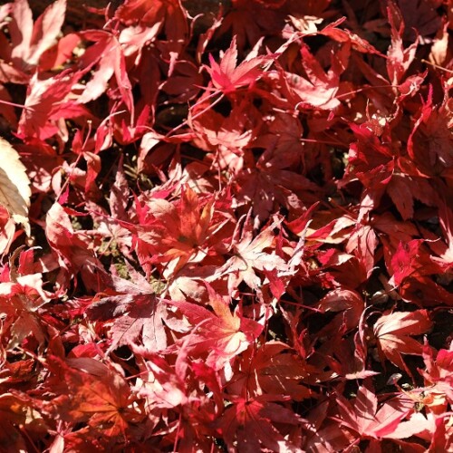 毛越寺の紅葉の写真