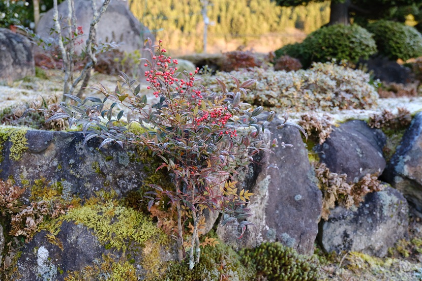 12月の庭の風景写真