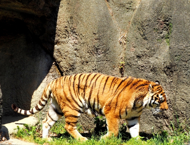 虎の子のイメージ写真