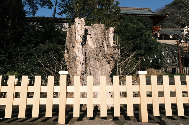 鶴岡八幡宮のイチョウの木写真