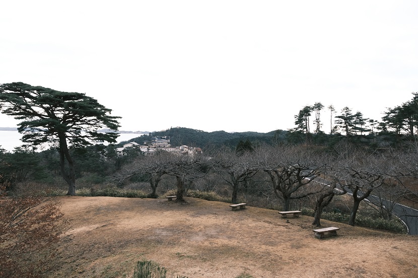 松島西行戻しの松公園の12月の風景