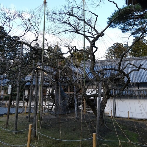 松島瑞巌寺の12月の臥竜紅梅の風景