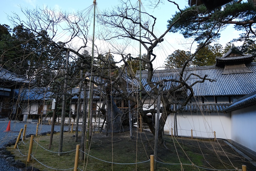 松島瑞巌寺の12月の臥竜紅梅の風景