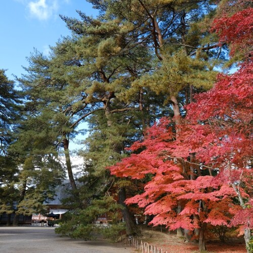 世界遺産毛越寺の秋の紅葉の写真