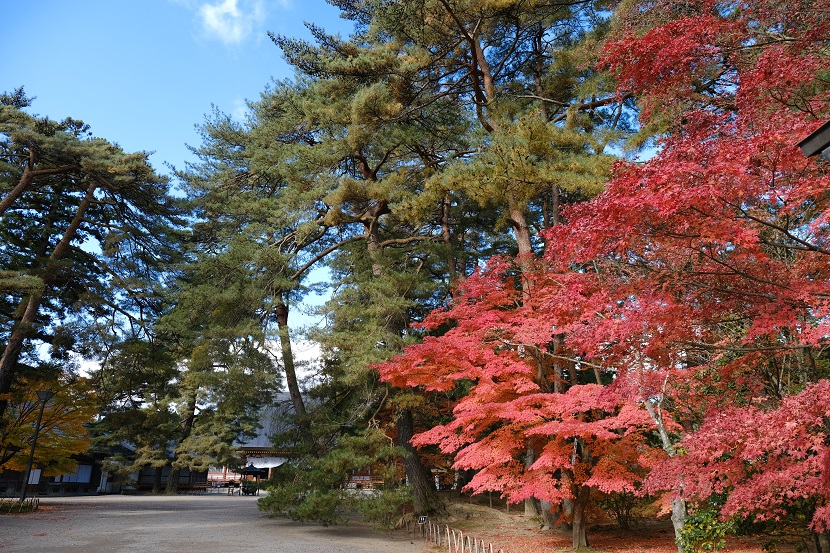 世界遺産毛越寺の秋の紅葉の写真