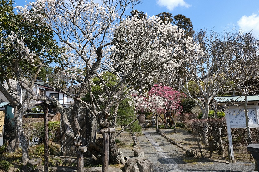 松島円通院付近の桜の写真