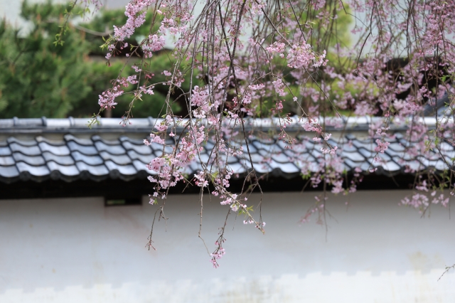 鎌倉寺の景色の写真