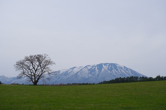 小岩井農場の一本桜の4月咲く前の写真