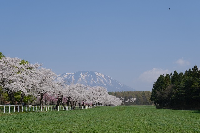 岩手山の残雪をバックにした桜の写真