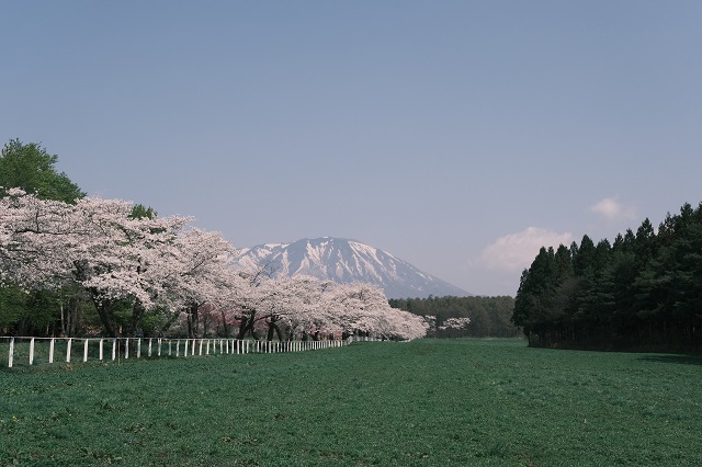 岩手山の残雪をバックにした桜の写真