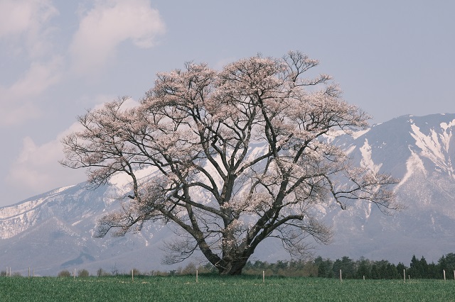 小岩井農場の一本桜の咲いた満開（？）の写真！