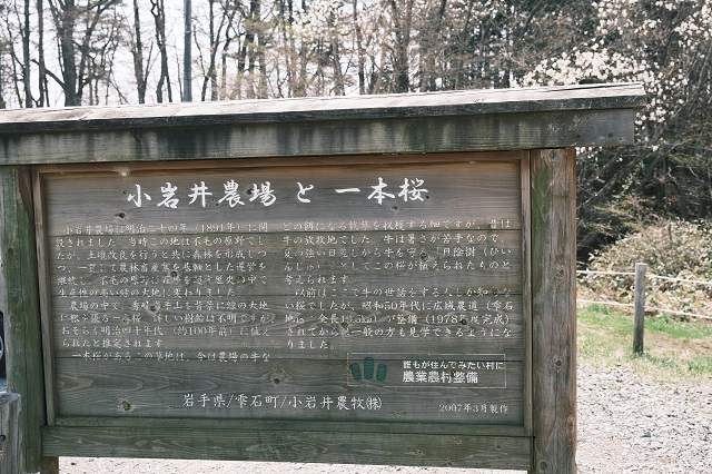小岩井農場一本桜の説明書きの看板の写真
