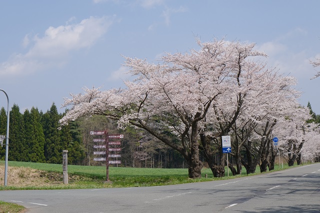 一本桜左折の場所の写真