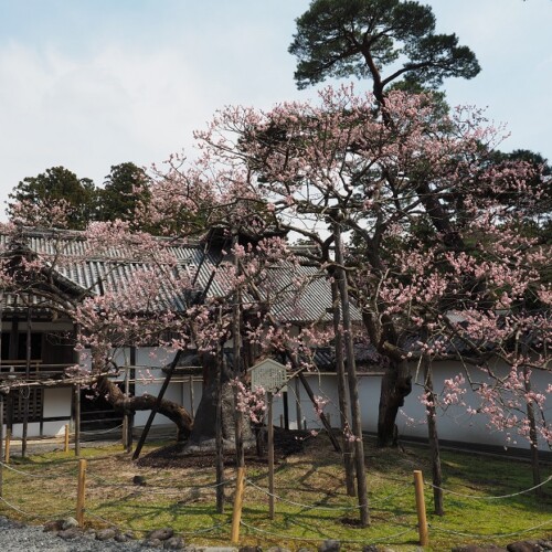 松島瑞巌寺の臥竜梅の写真