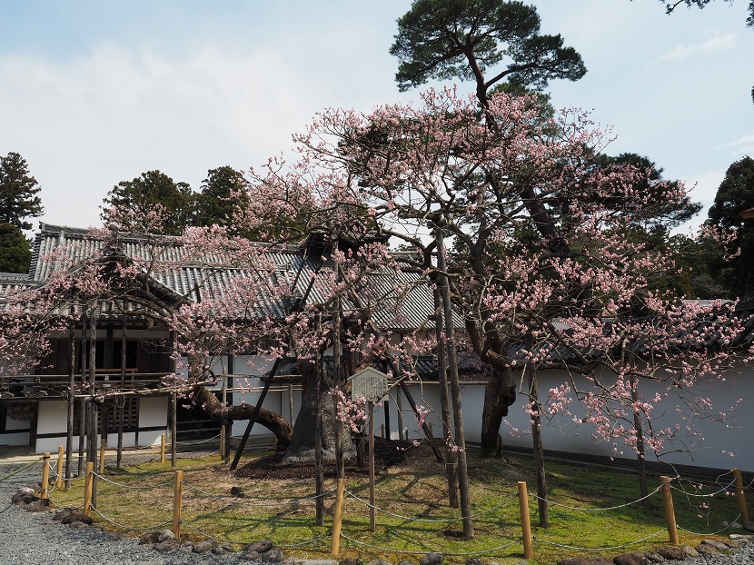 松島瑞巌寺の臥竜梅の写真