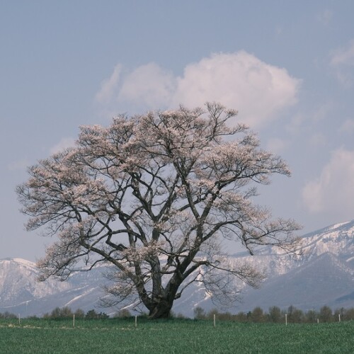 小岩井農場の一本桜の咲いた満開（？）の写真！