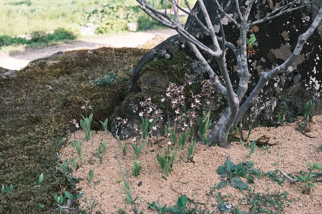 海老根蘭の花の写真