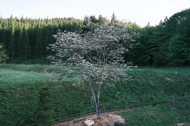 槐の木の写真