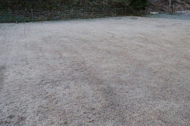高麗芝の霜の降りた凍った写真12月