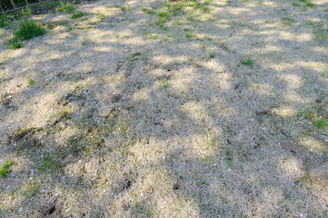 高麗芝の冬の時期のモグラの跡