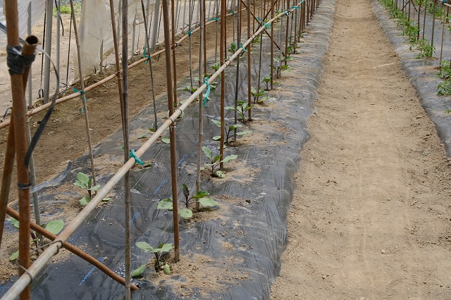 トマト栽培の畑の作り方の風景写真
