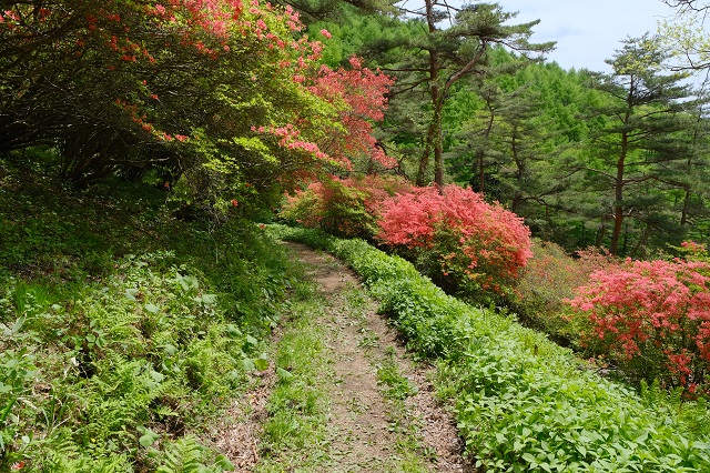 本吉口登山口の登山道の風景写真