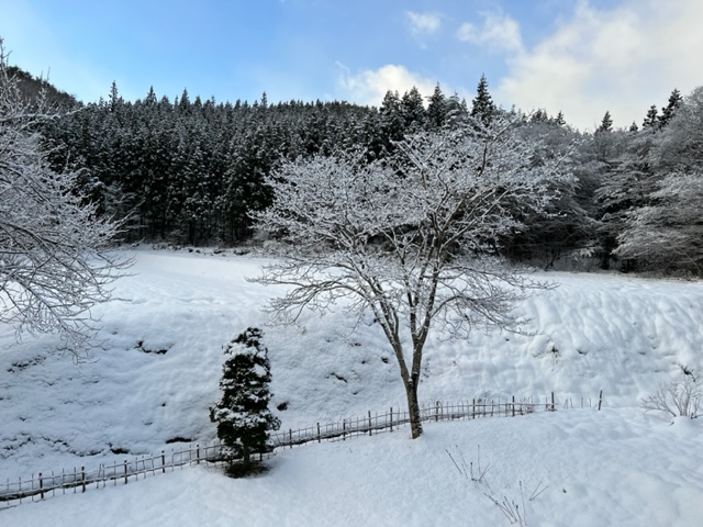 槐の木の冬の風景写真