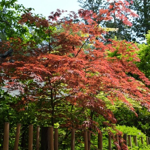 仙台大崎八幡神社の風景写真