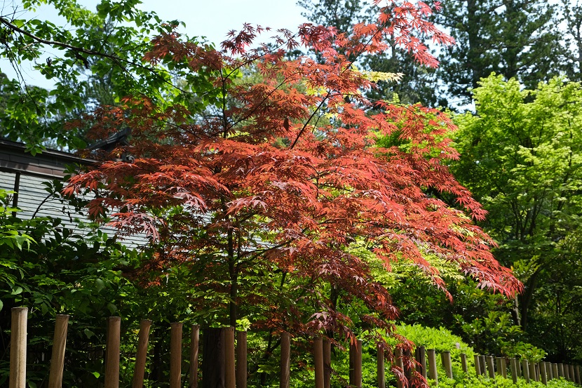 仙台大崎八幡神社の風景写真