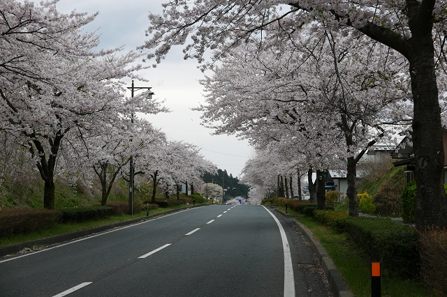 中尊寺の桜の風景写真