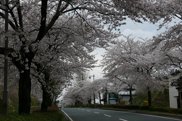 中尊寺の桜の風景写真