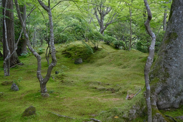 円通院の苔の風景写真