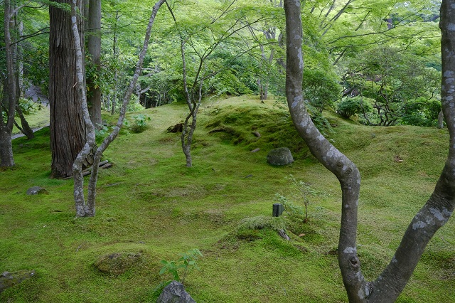 円通院の苔の風景写真