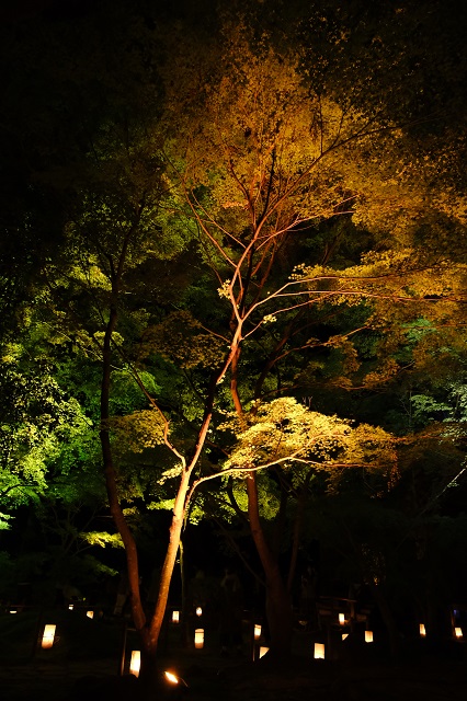円通院のライトアップの風景写真