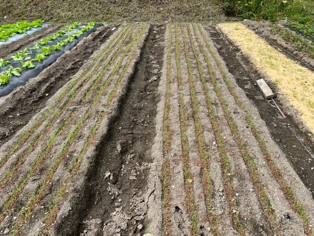 玉ねぎの苗の土をかける前の写真