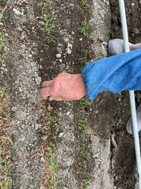 玉ねぎの苗に土をかけている状況写真