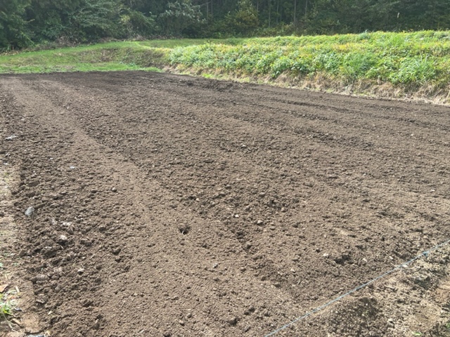 玉ねぎの栽培の床土の状況写真
