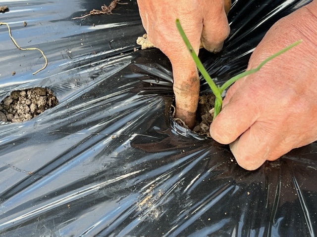 玉ねぎの苗を植えてる状況写真