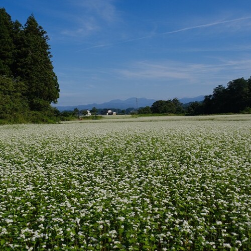 山形県の蕎麦畑の写真