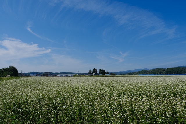 山形県尾花沢市近辺の蕎麦畑の風景写真
