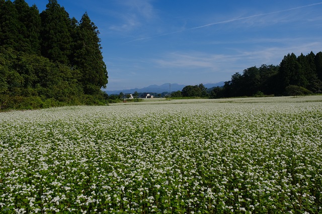 山形県尾花沢市近辺の蕎麦畑の風景写真