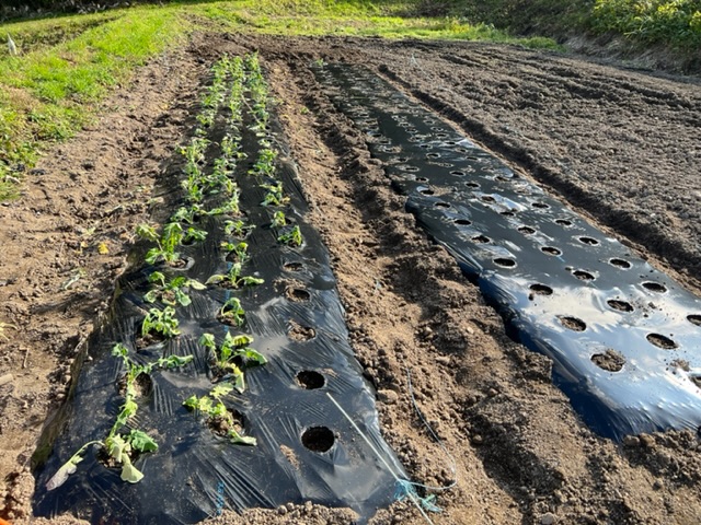 つぼみ菜の苗を植え付けた状況写真。