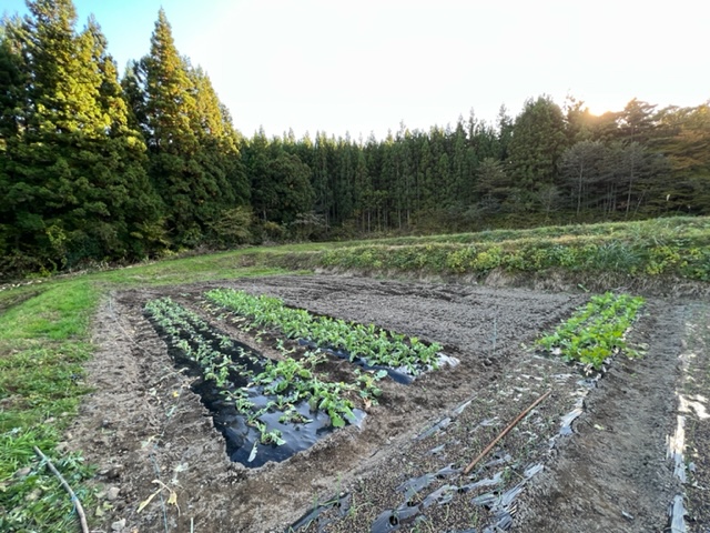つぼみ菜を植え付けた風景