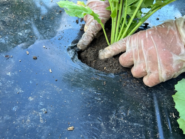 つぼみ菜の栽培・・植え付けの風景写真