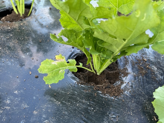 つぼみ菜の栽培・・植え付けの風景写真