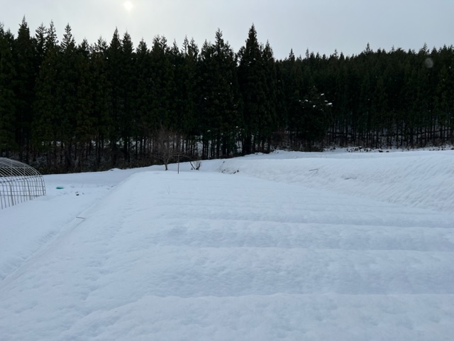 つぼみ菜の雪の下の風景写真