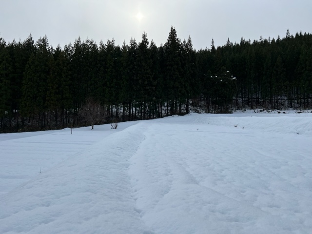 玉ねぎの雪の下の風景写真