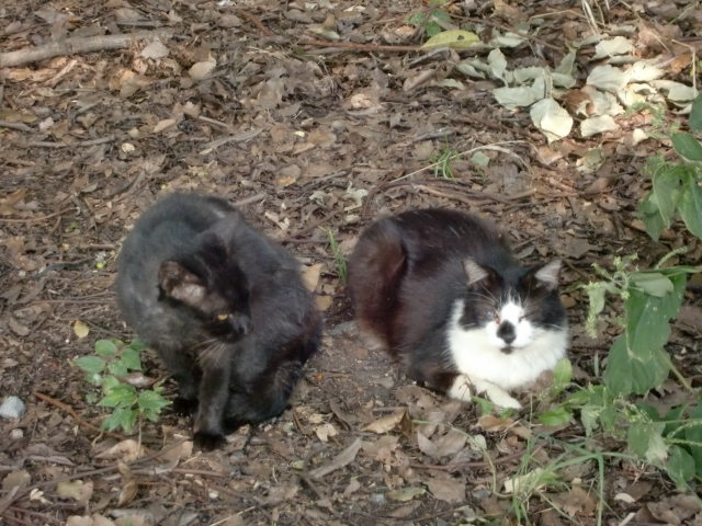 合縁奇縁の二匹の猫